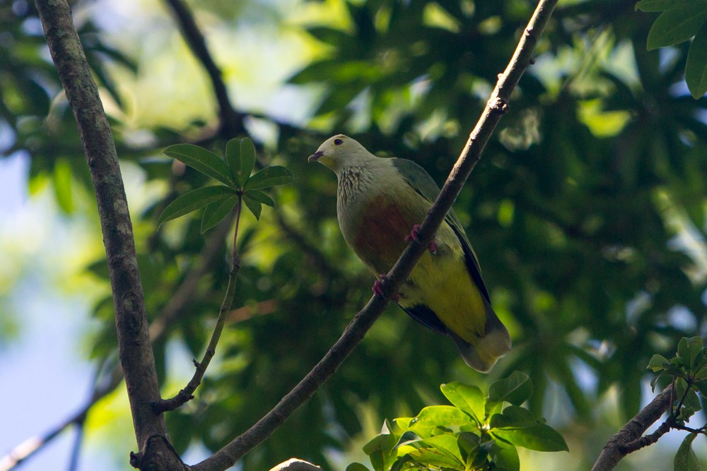 White-capped Fruit-Dove - Mike Greenfelder