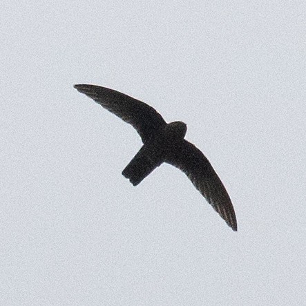 Black Swift - ML584822081