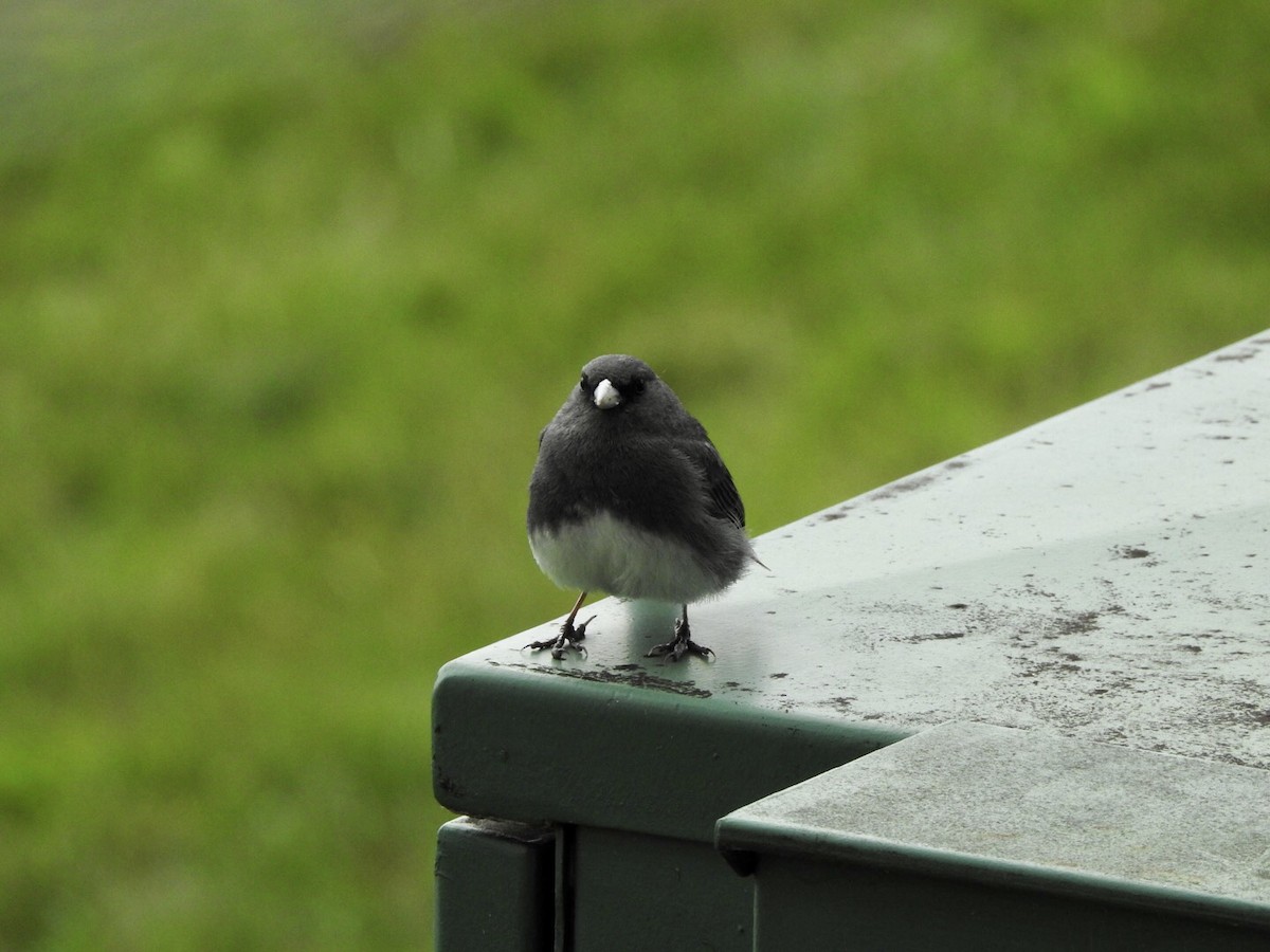 Junco ardoisé - ML584822171