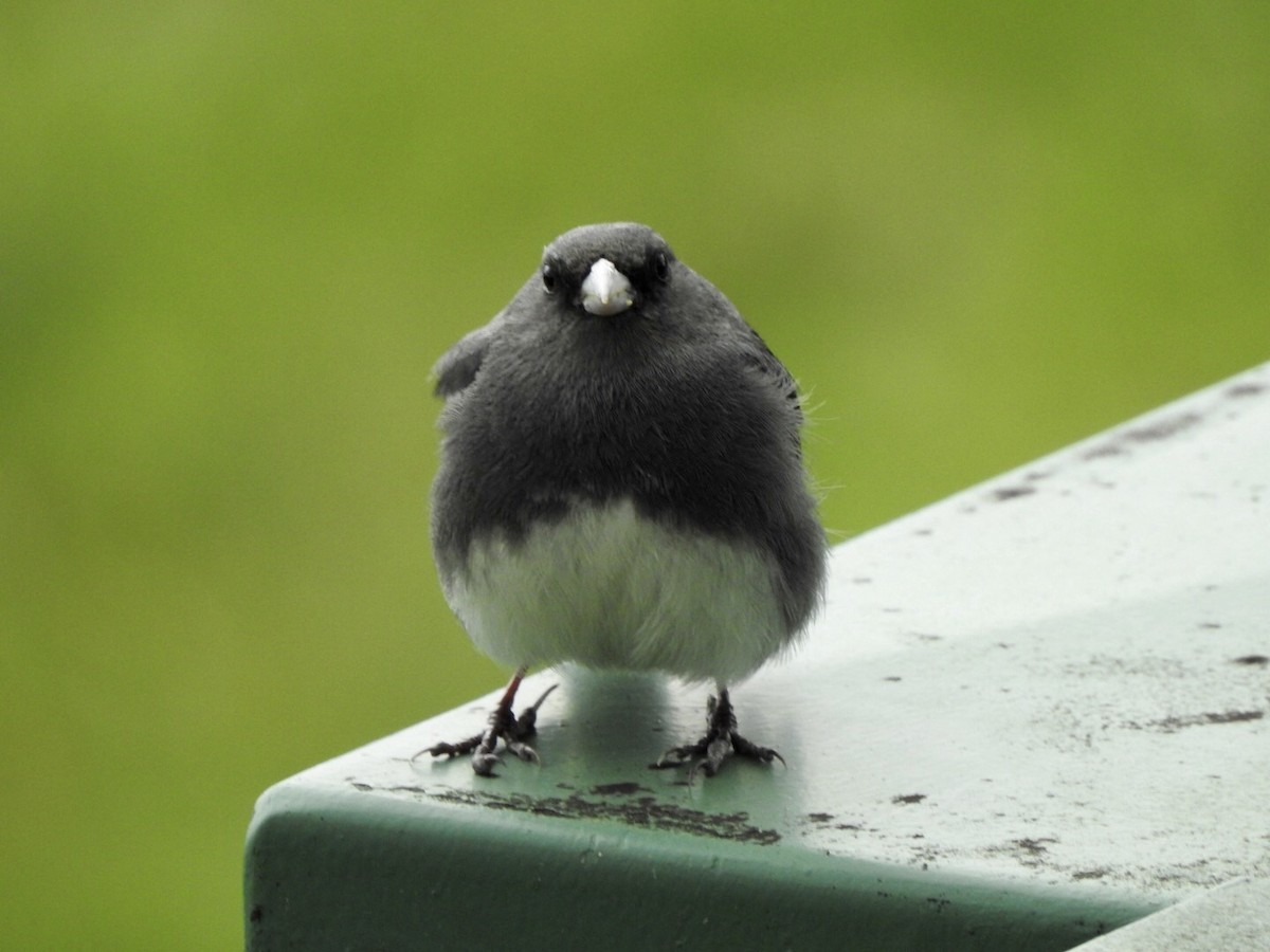 Junco ardoisé - ML584822181