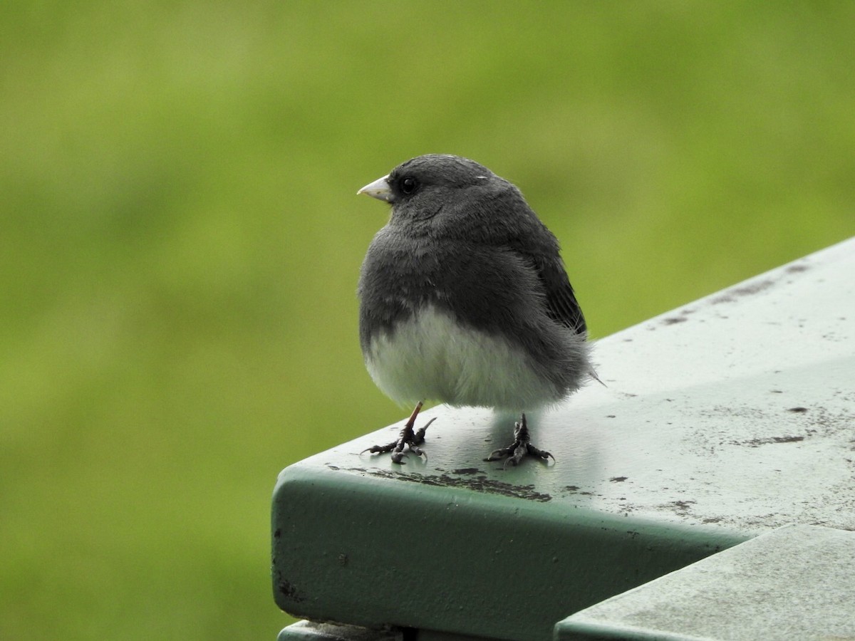 Junco ardoisé - ML584822191