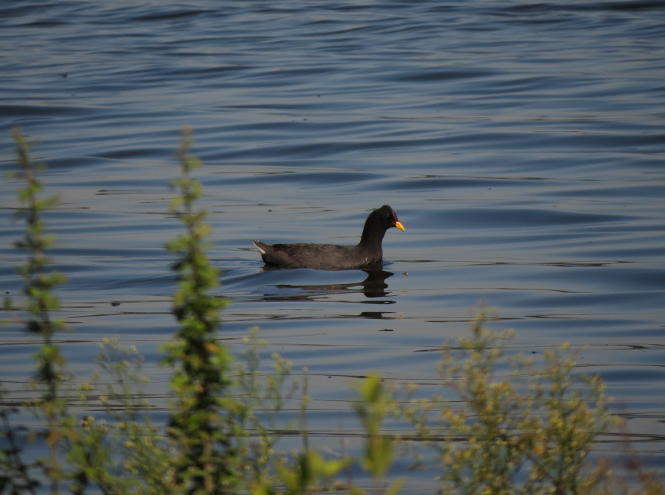 Red-fronted Coot - ML584823131