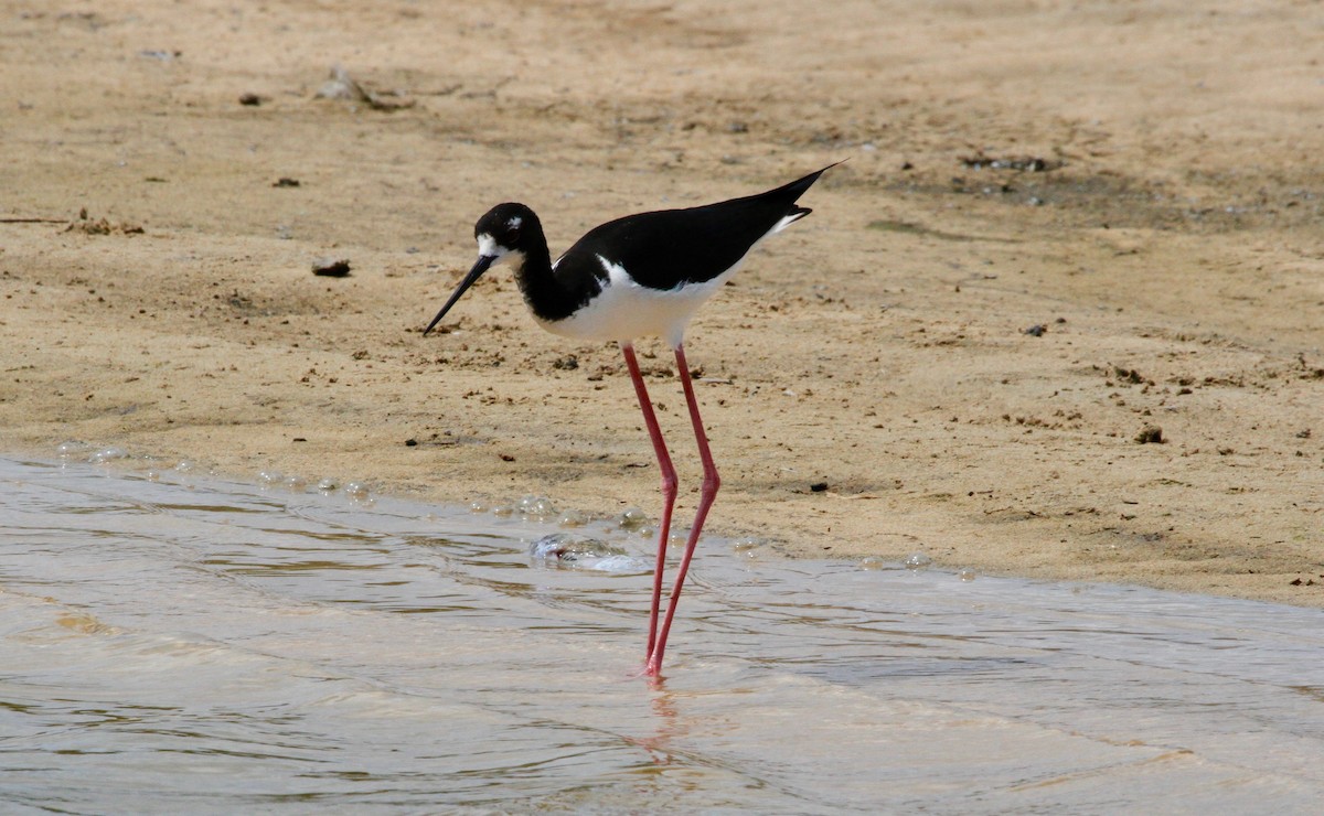 Black-necked Stilt (Hawaiian) - ML58482331