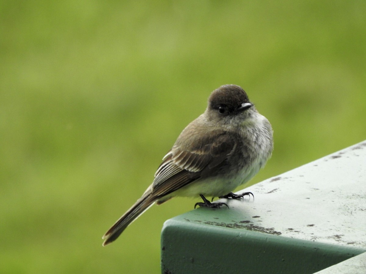 Eastern Phoebe - ML584823491