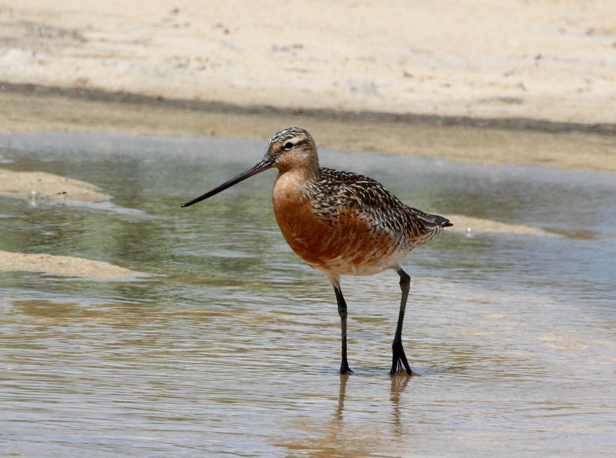 Bar-tailed Godwit - ML58482351