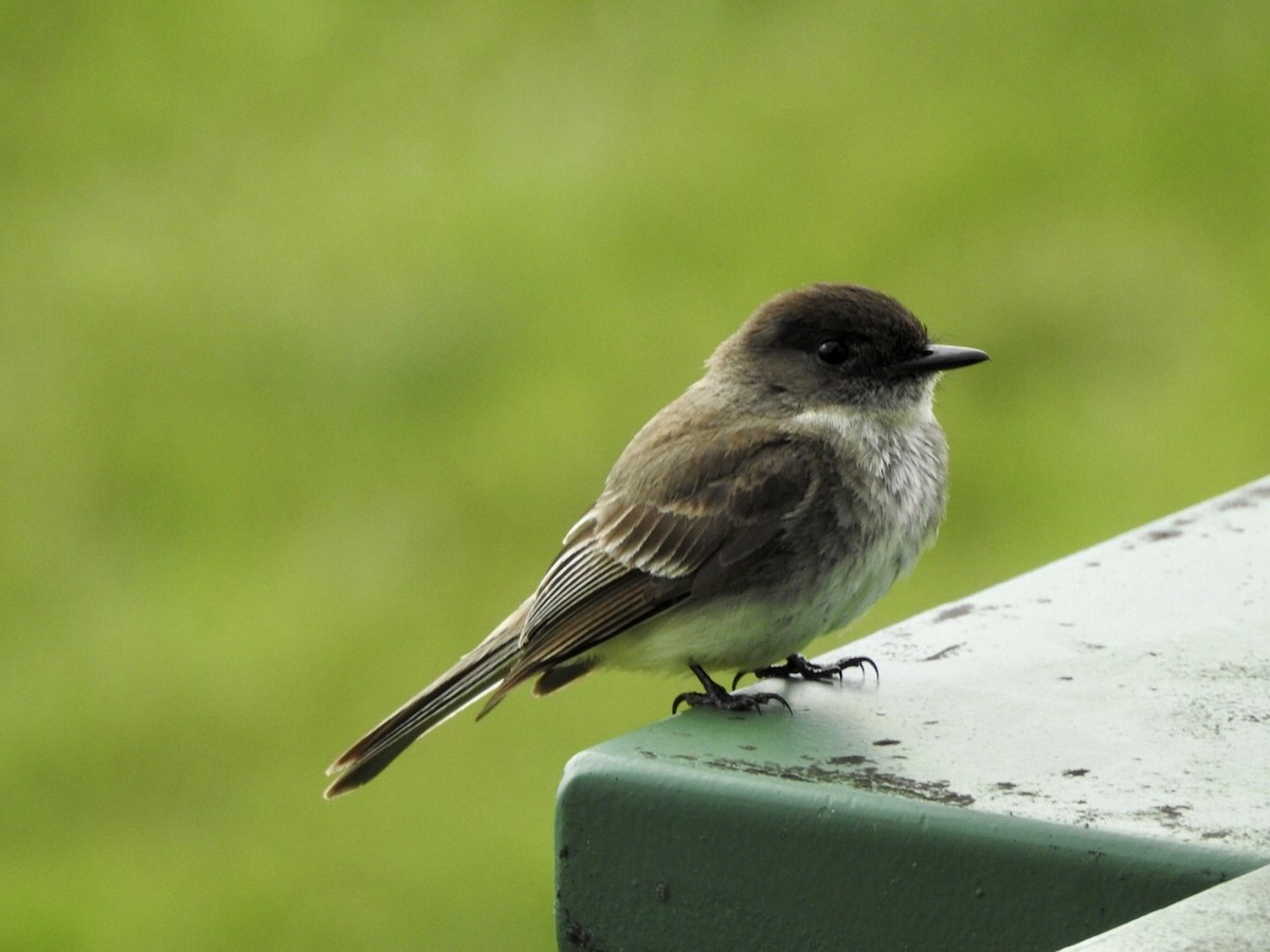 Eastern Phoebe - ML584823511