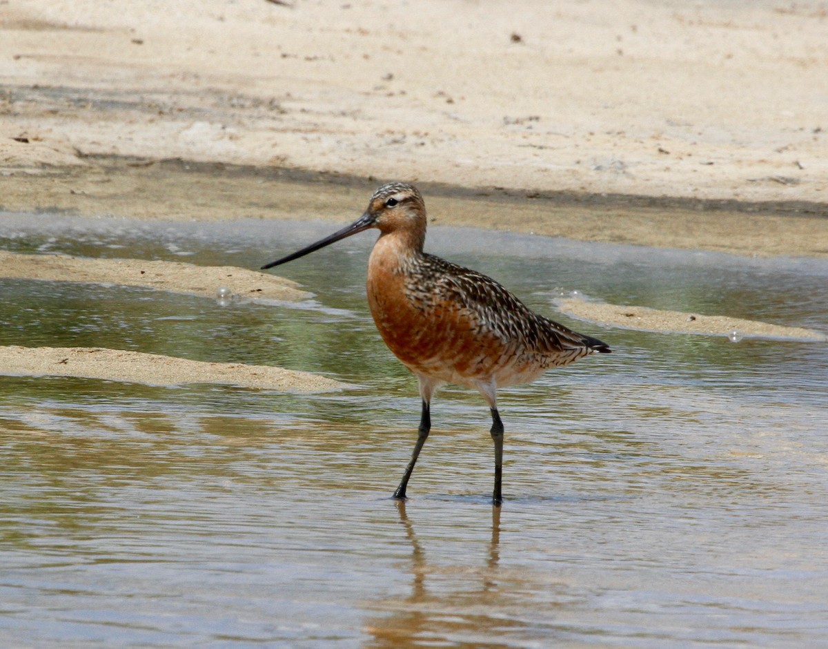 Bar-tailed Godwit - ML58482361