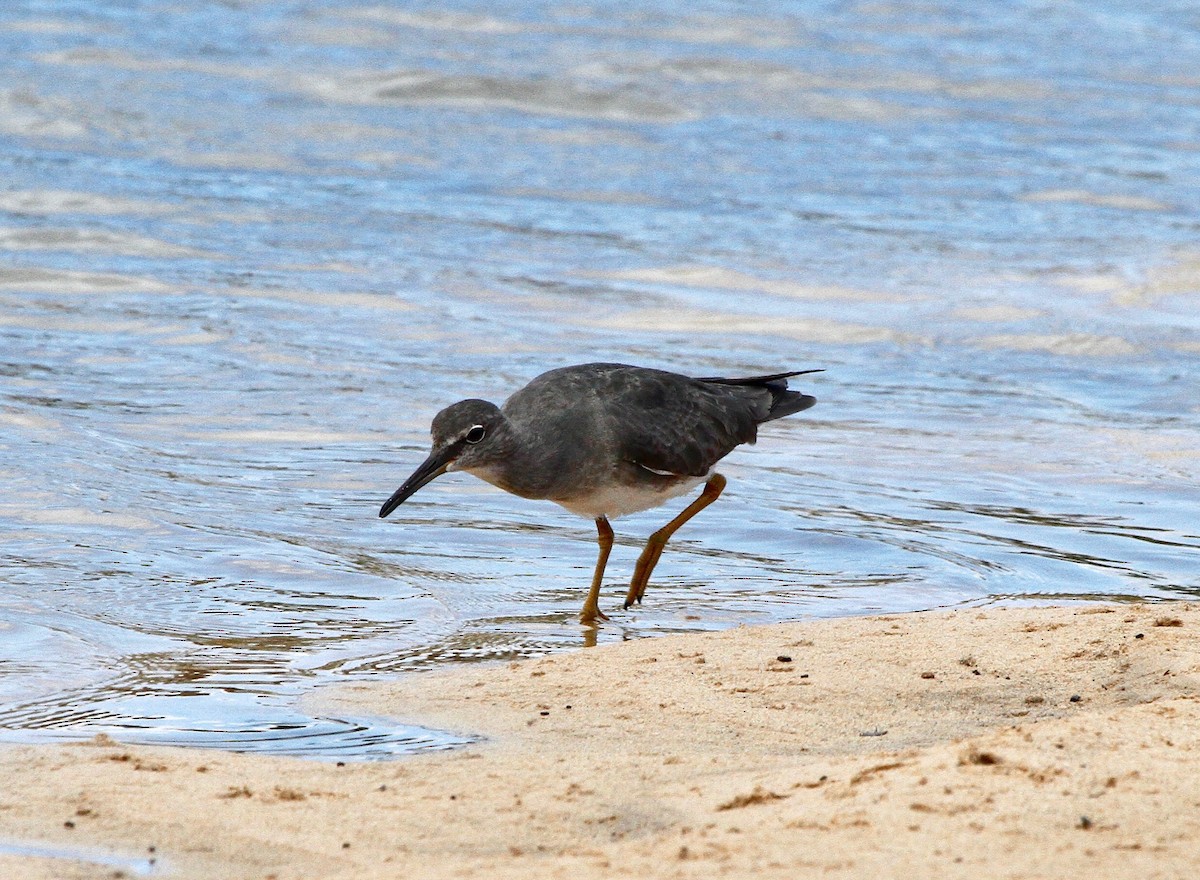 Wanderwasserläufer - ML58482371