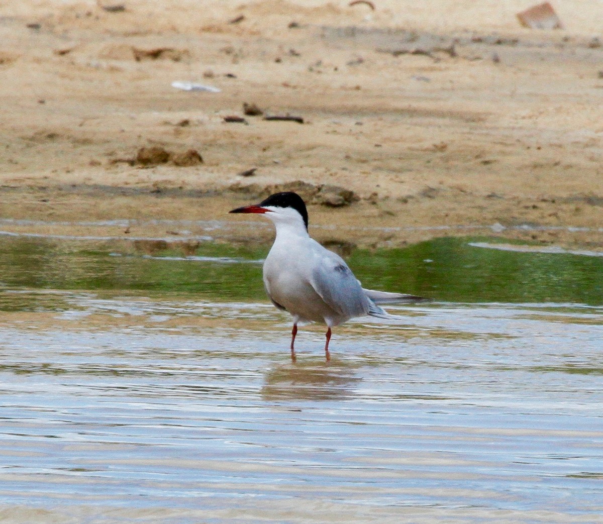 Common Tern - ML58482381