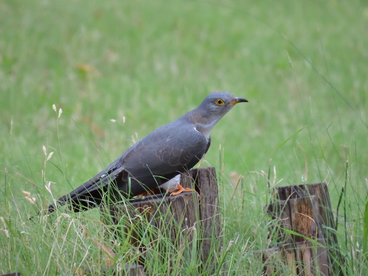 Common Cuckoo - ML584824261