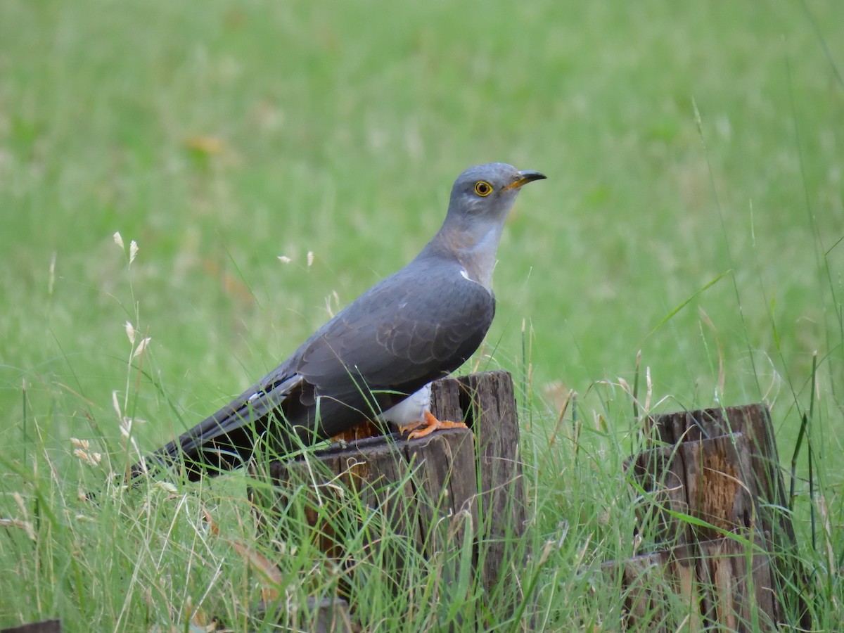 Common Cuckoo - ML584824271