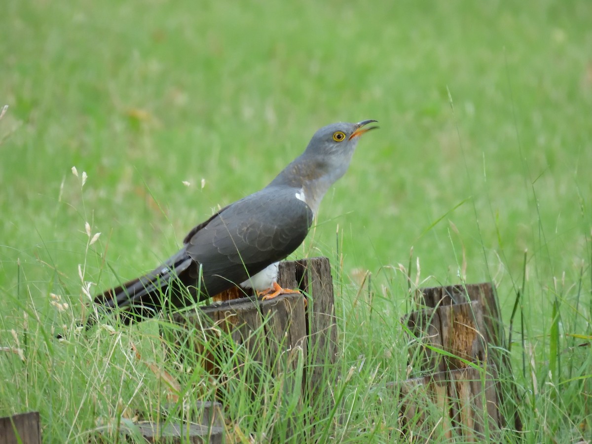 Common Cuckoo - ML584824281