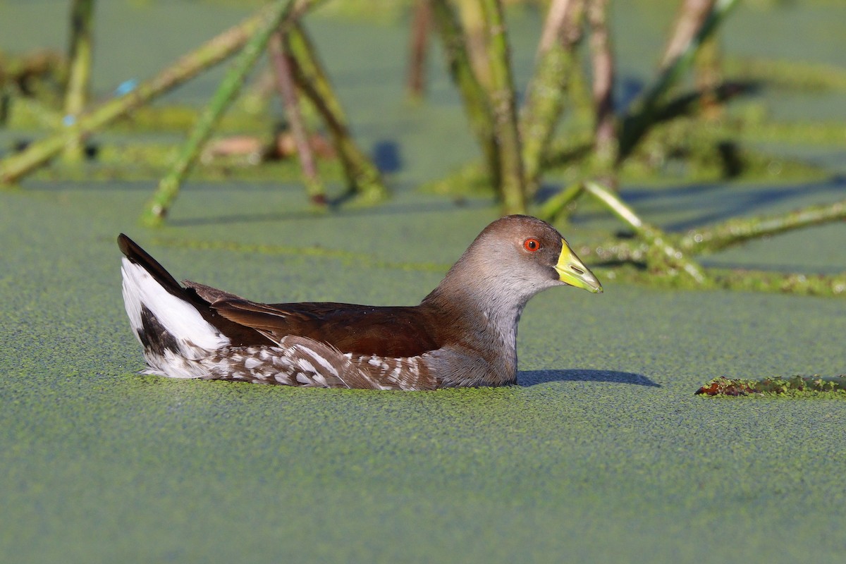 Gallinule à face noire - ML584825471