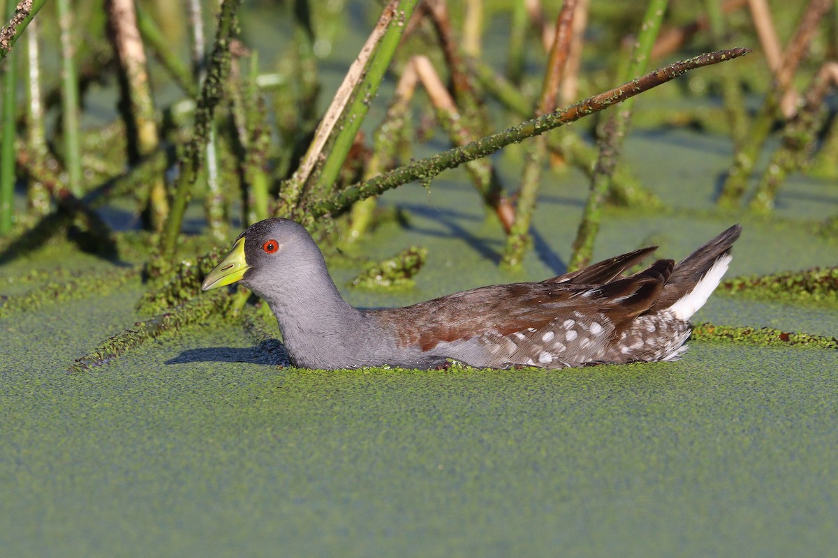 Spot-flanked Gallinule - ML584825481