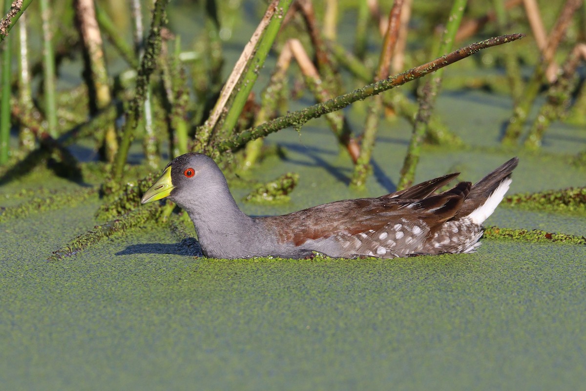 Spot-flanked Gallinule - ML584825481