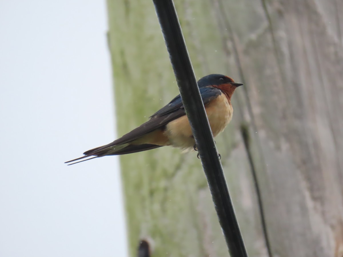 Barn Swallow - ML584825871