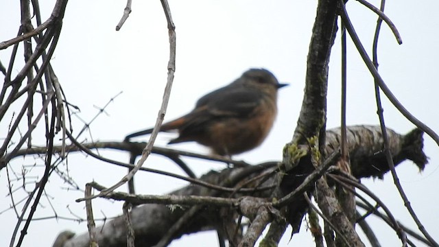 Rufous-tailed Tyrant - ML584826411