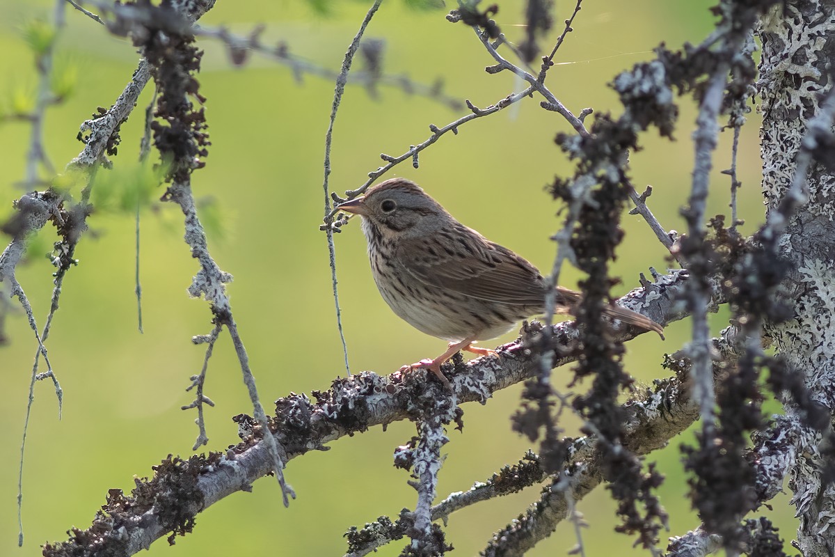 Lincoln's Sparrow - ML584826501