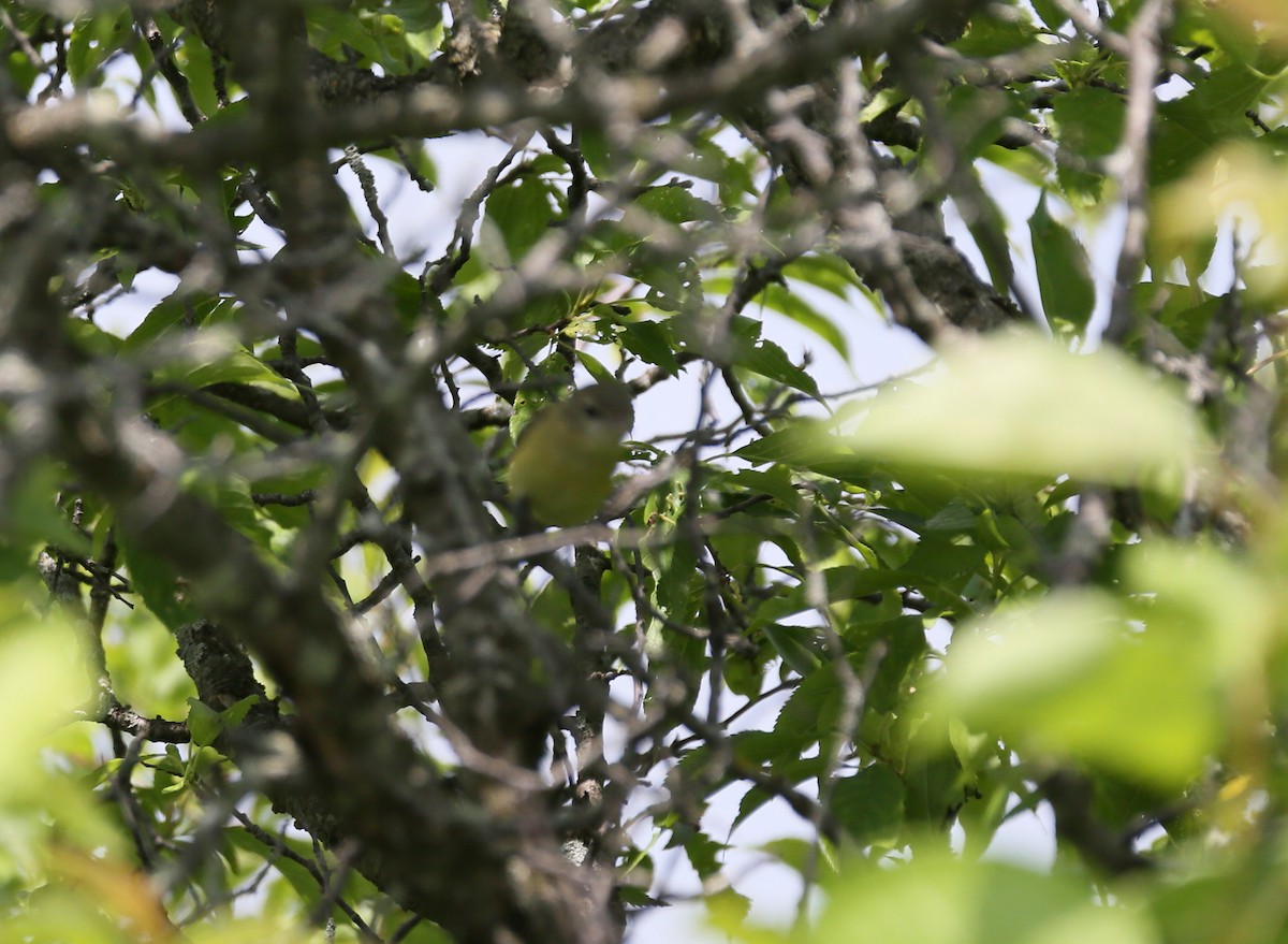 Bell's Vireo - Ron Sempier