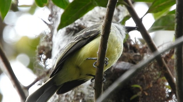 Pale-edged Flycatcher - ML584827121