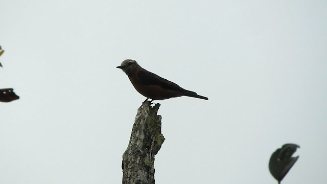 Cliff Flycatcher - ML584827391