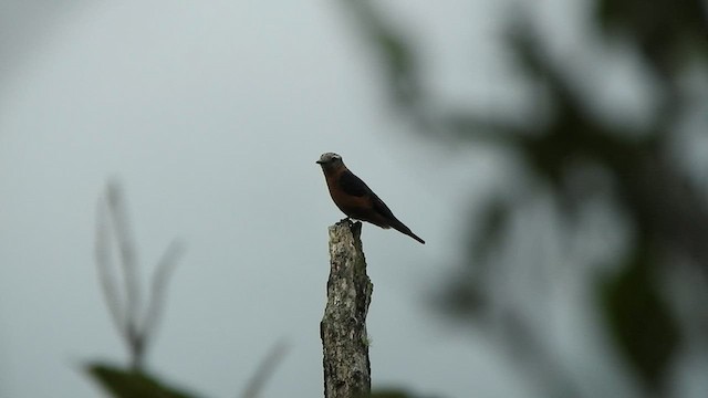 Cliff Flycatcher - ML584827441