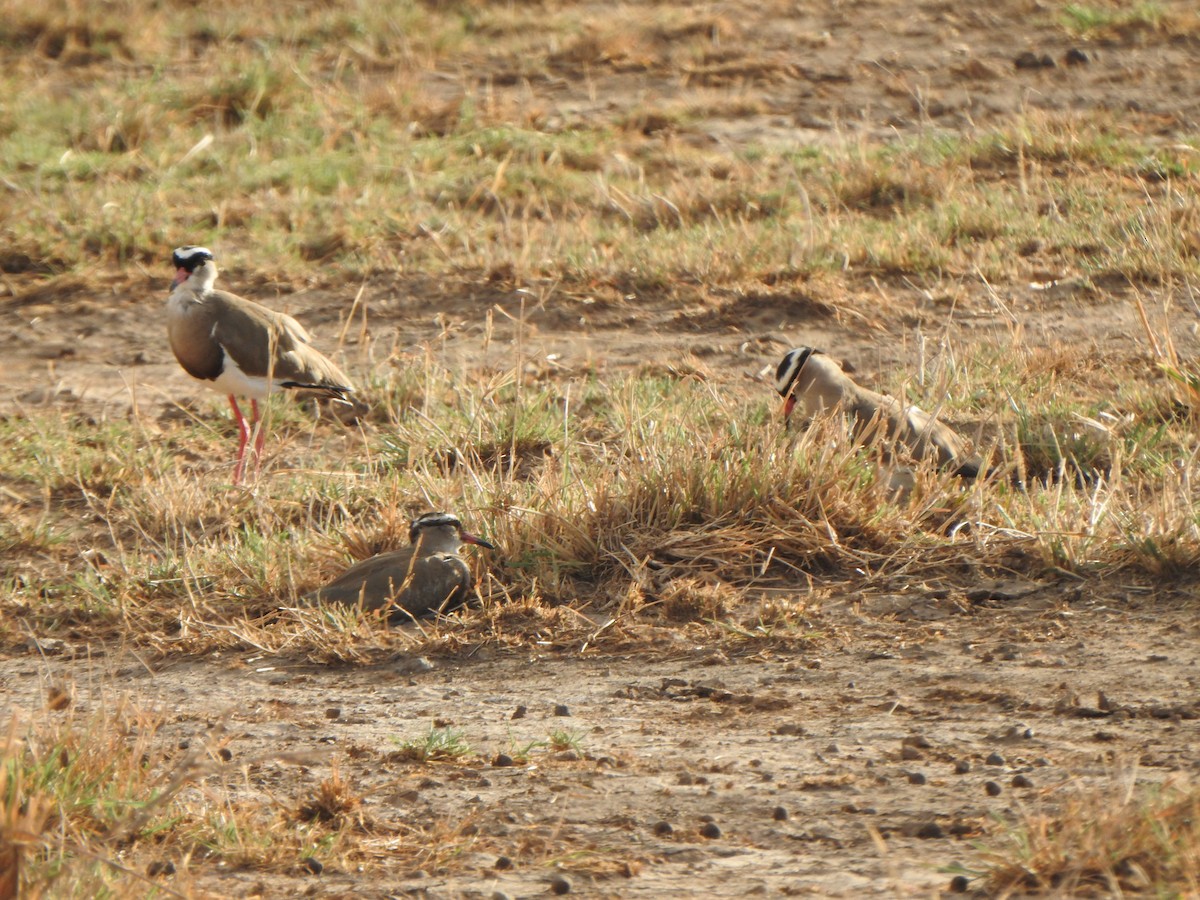 Crowned Lapwing - ML584828221