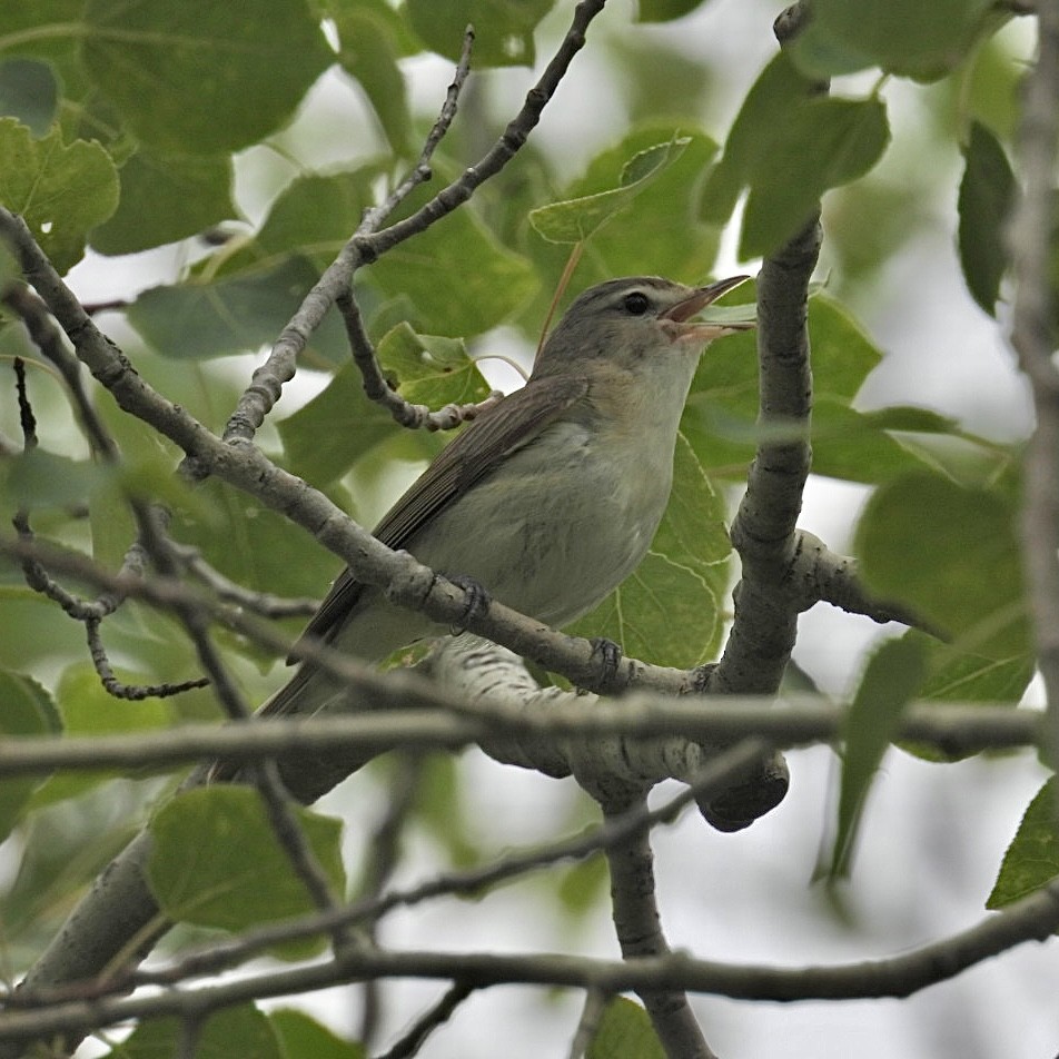 Warbling Vireo - ML584829121