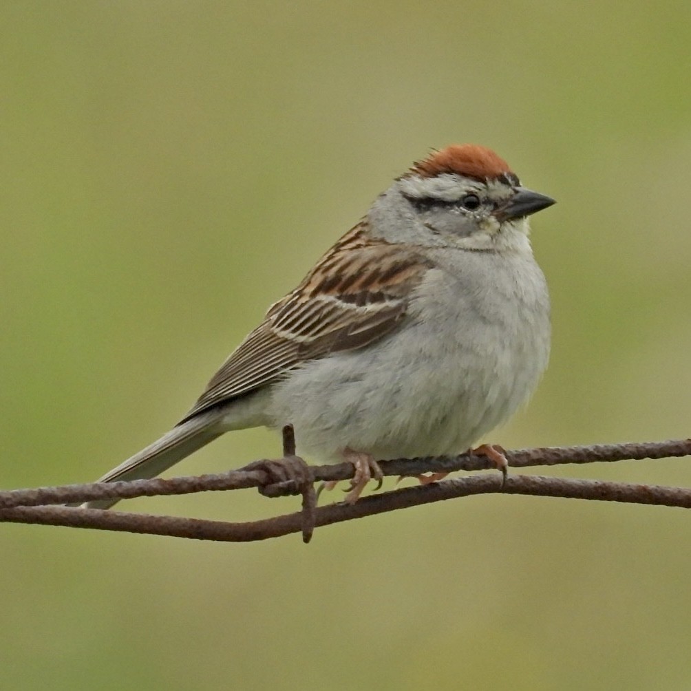 Chipping Sparrow - ML584831271