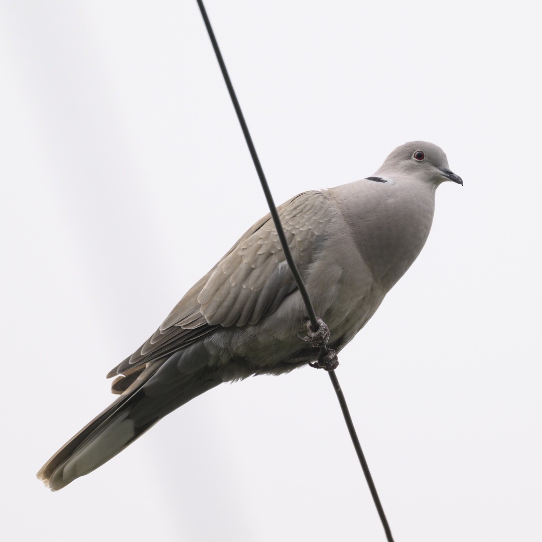 Eurasian Collared-Dove - ML584831911