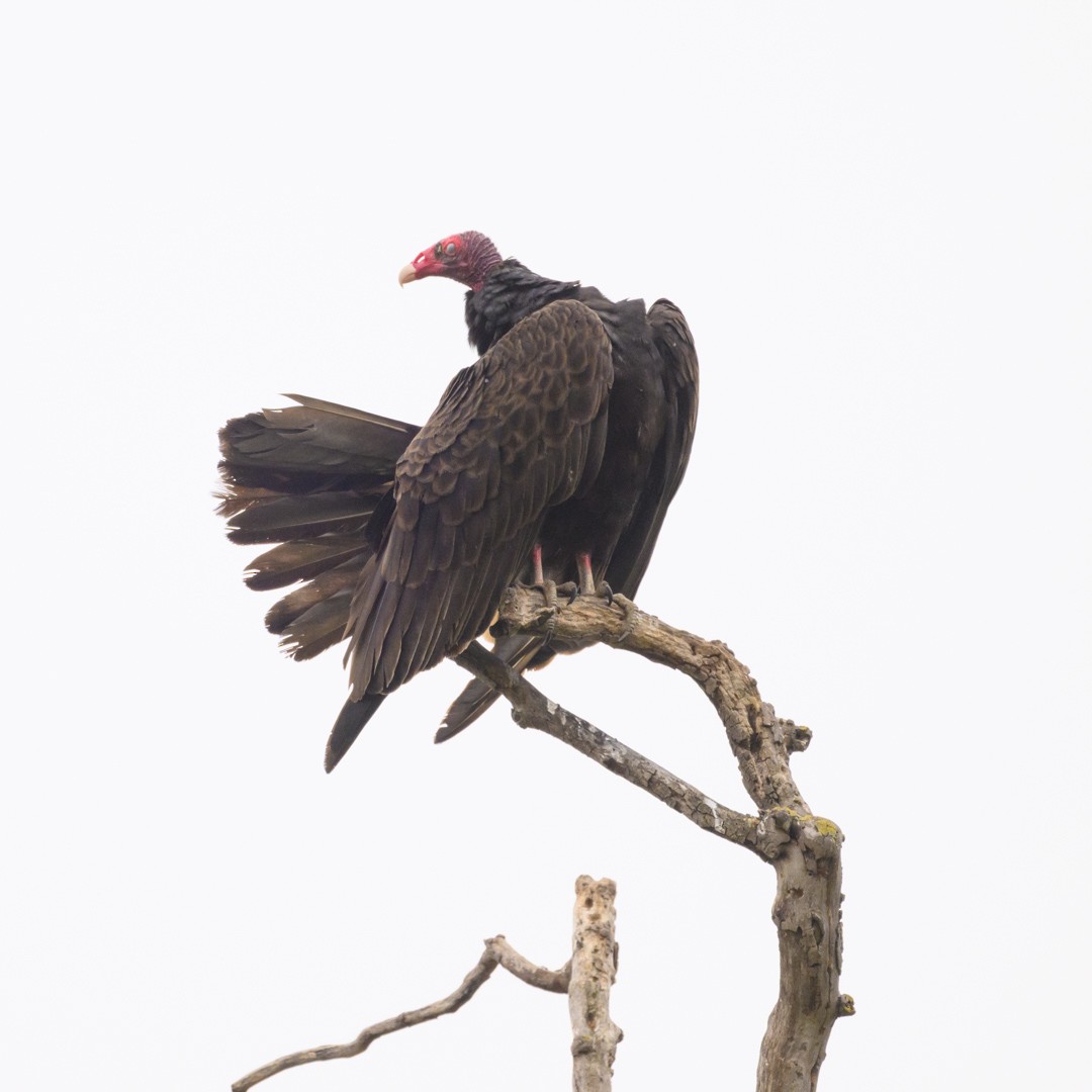 Turkey Vulture - ML584832321