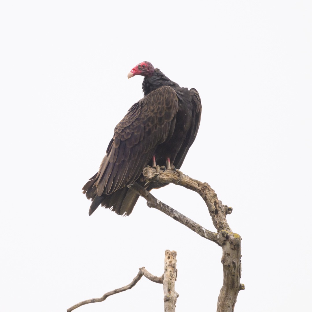 Turkey Vulture - ML584832341