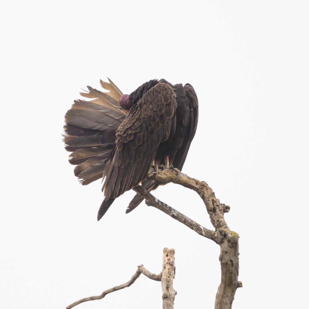 Turkey Vulture - ML584832351