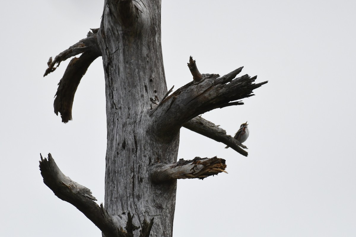 Chestnut-sided Warbler - ML584832971