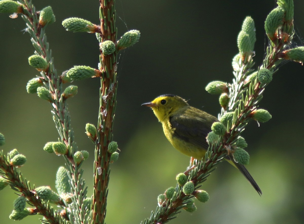 Wilson's Warbler - ML584833311