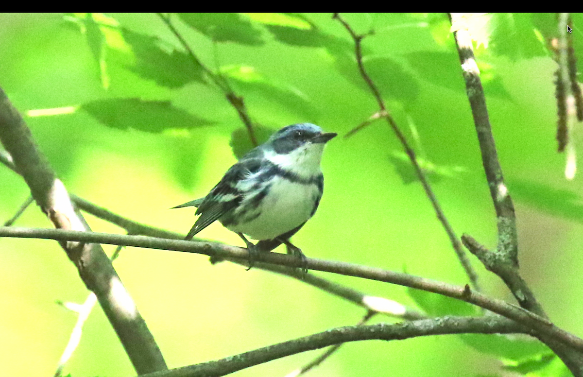 Cerulean Warbler - Joe Haemmerle