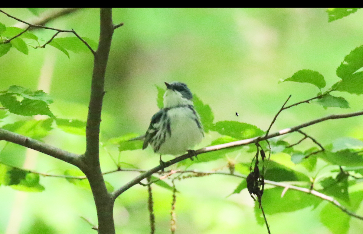 Cerulean Warbler - Joe Haemmerle