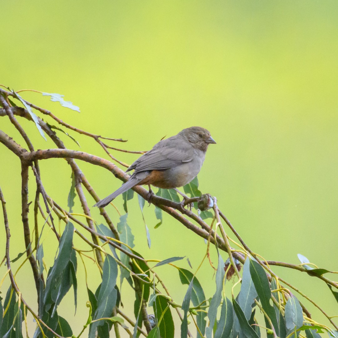 California Towhee - ML584833501