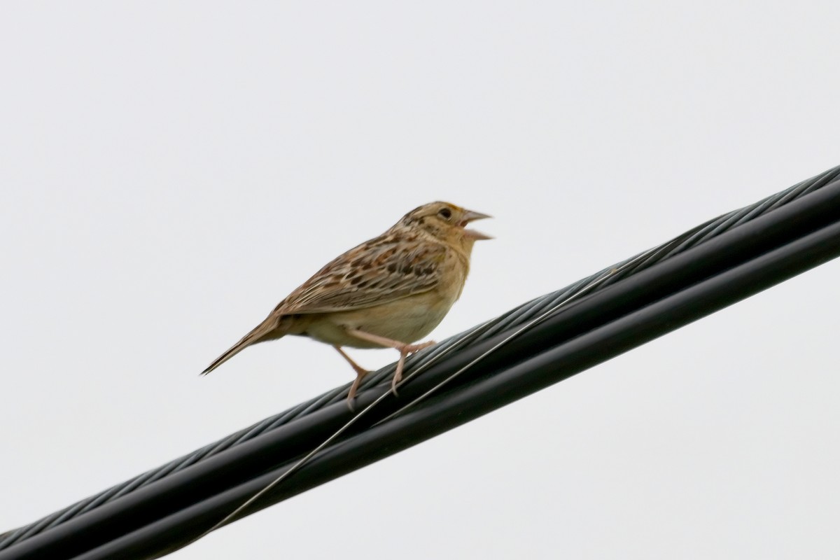 Grasshopper Sparrow - ML584834171