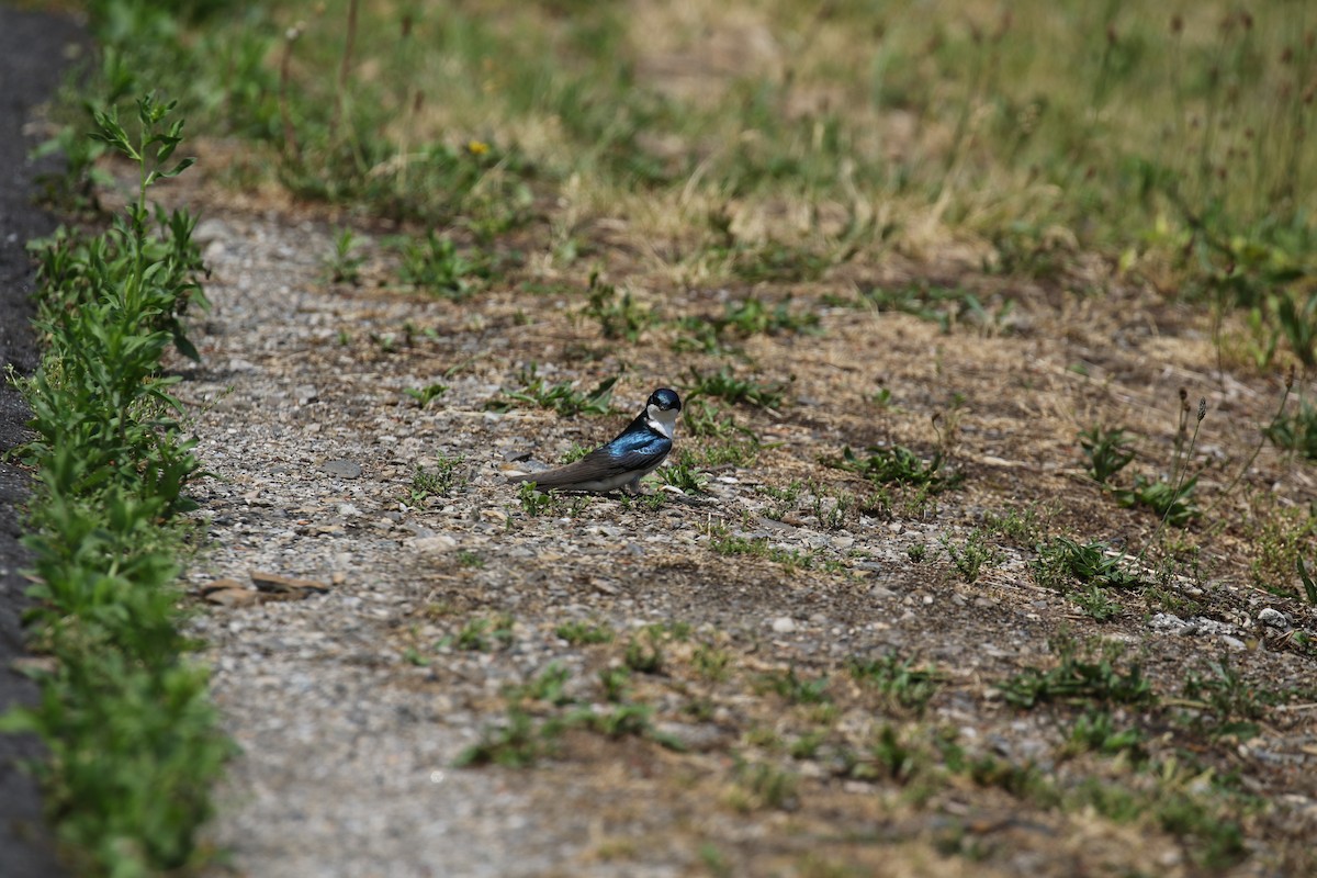 Tree Swallow - Joe Haemmerle