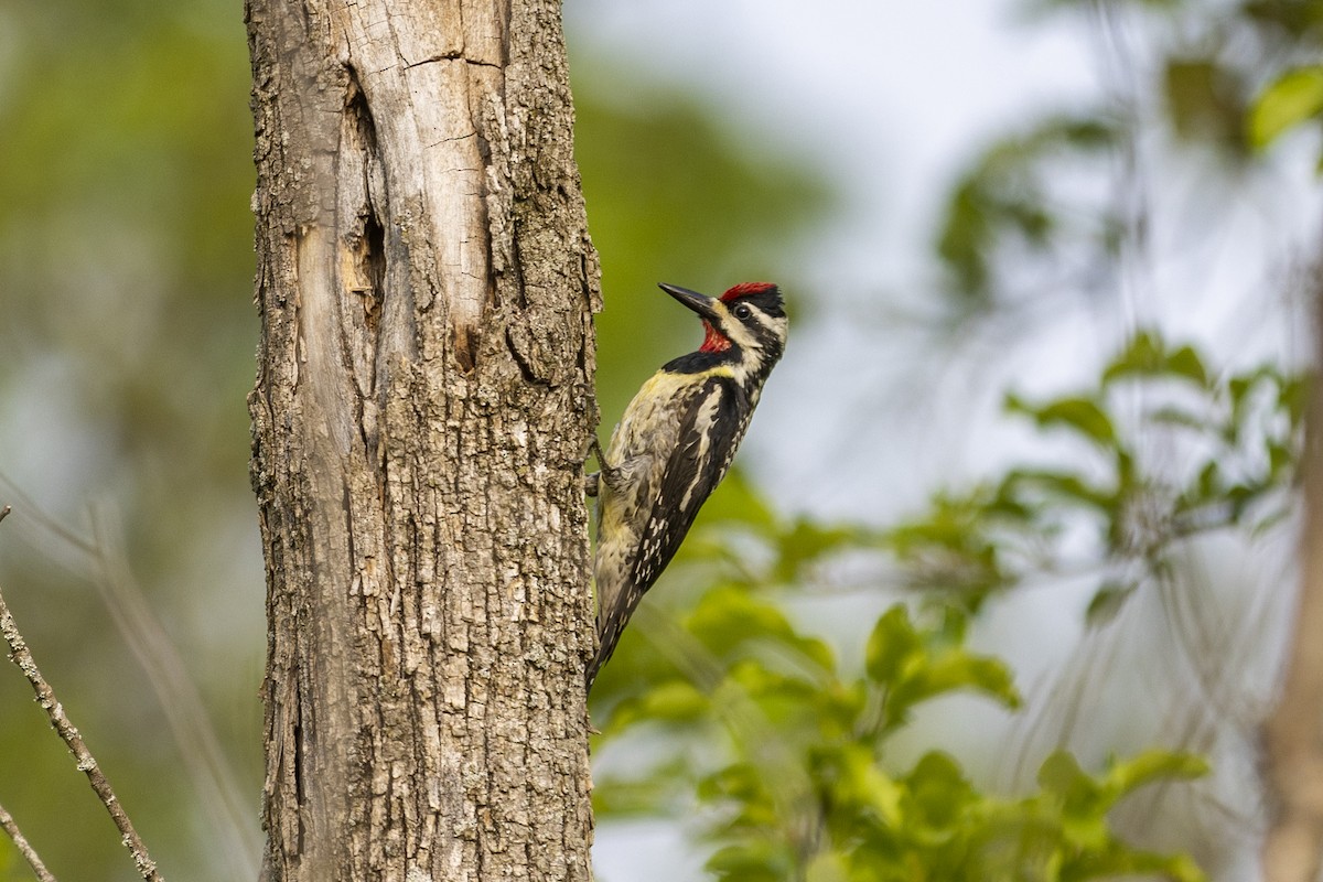 Yellow-bellied Sapsucker - ML584835431