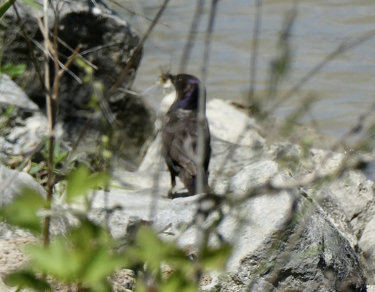 grackle sp. - james holdsworth