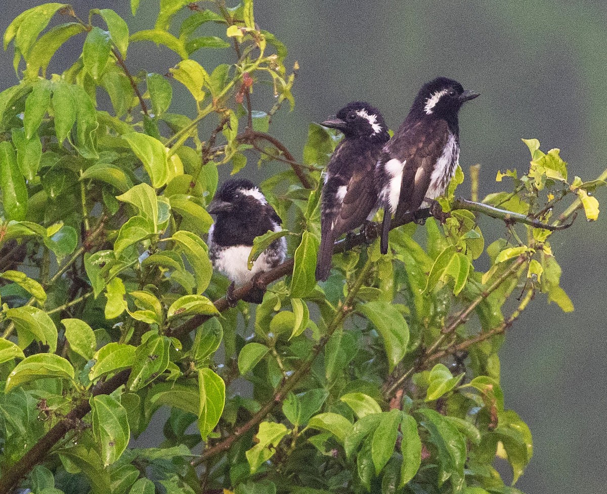 White-eared Barbet (White-eared) - ML584836021