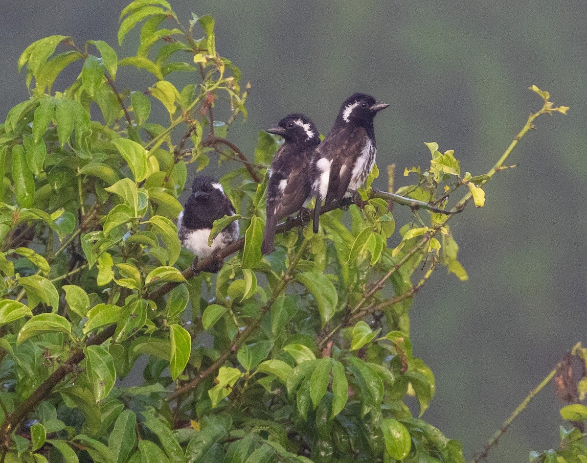 Ak Kulaklı Barbet (leucotis/kilimensis) - ML584836031