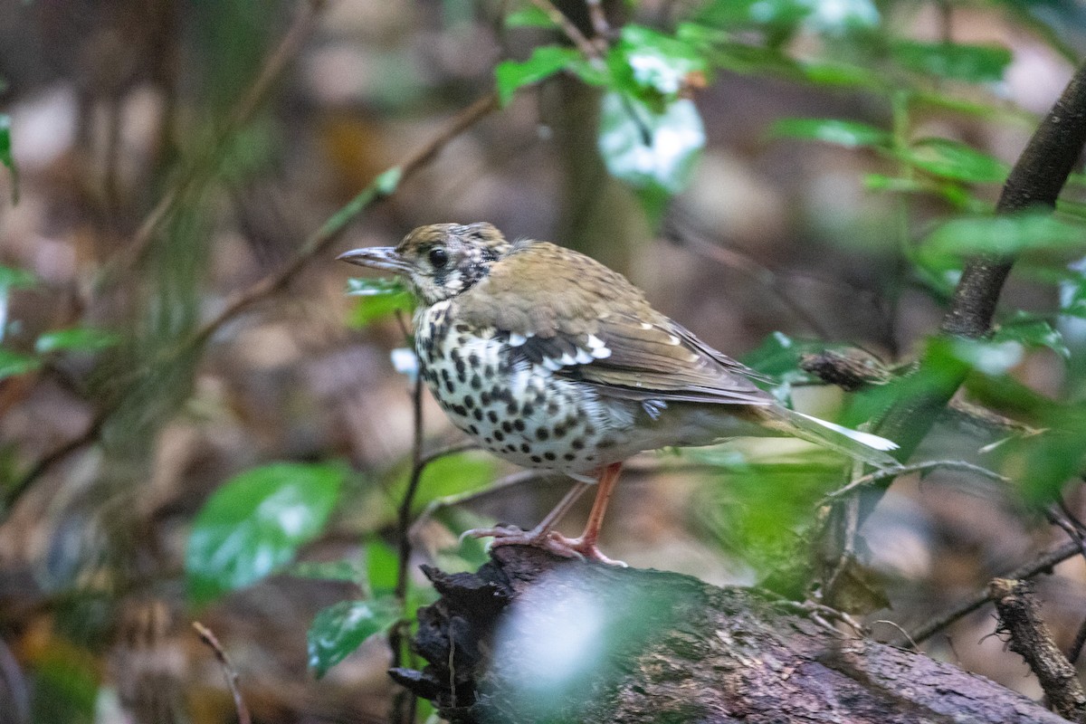 Spotted Ground-Thrush (Spotted) - ML584836181