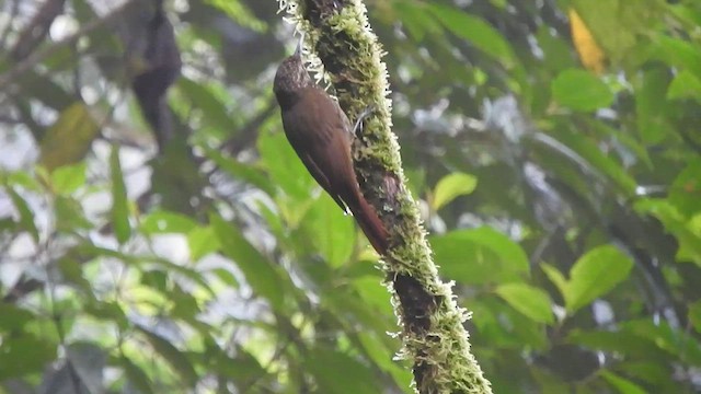 Olive-backed Woodcreeper - ML584836851