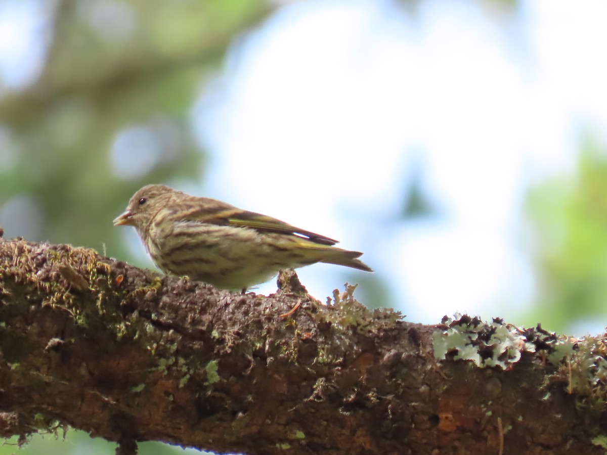 Pine Siskin - ML584837051