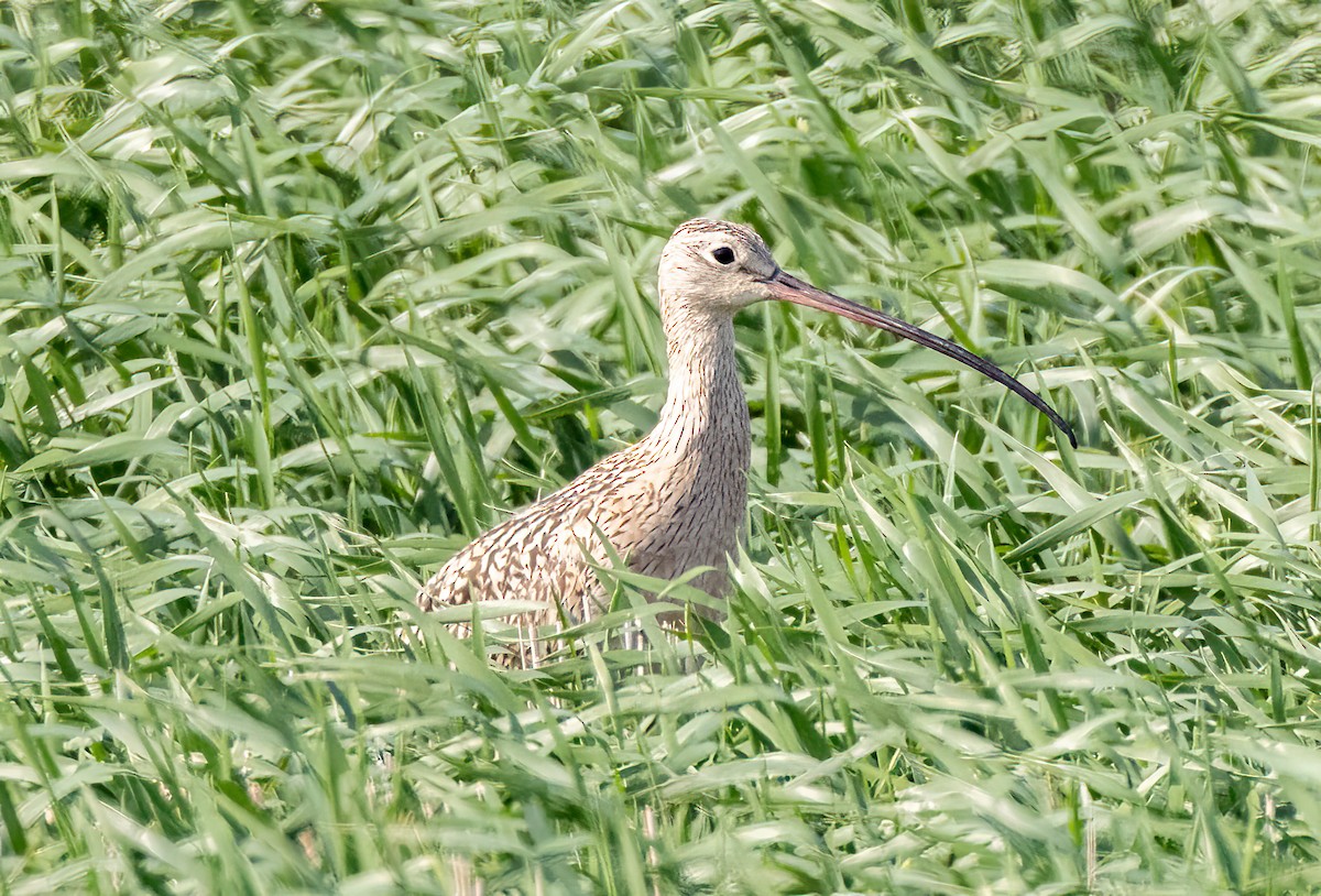 Long-billed Curlew - ML584837171