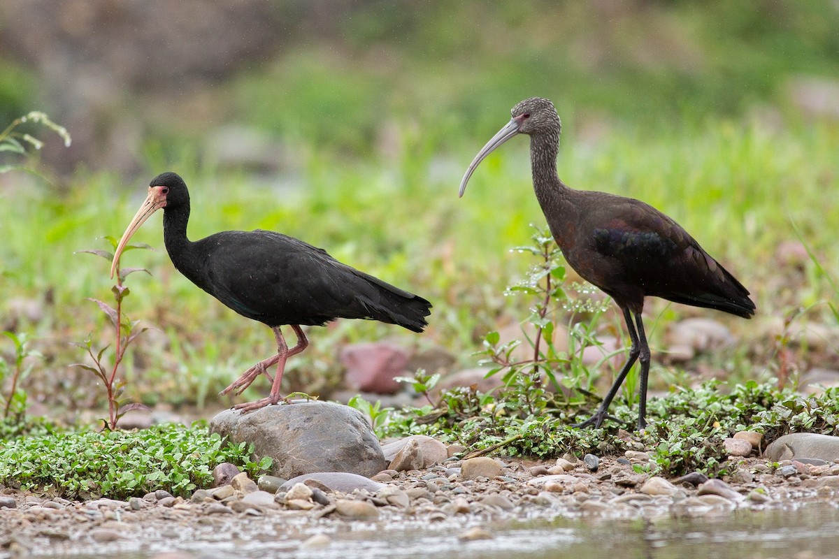 White-faced Ibis - ML584839131