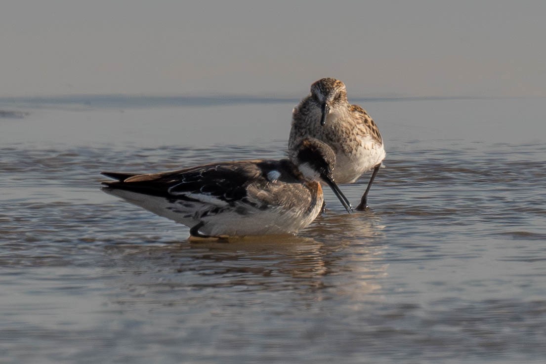 Red-necked Phalarope - ML584839421